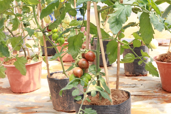 
Cà chua đen, dưa Pepino có giá 150.000 - 250.000 đồng/chậu đã được nhiều khách đặt hàng tại vườn.

