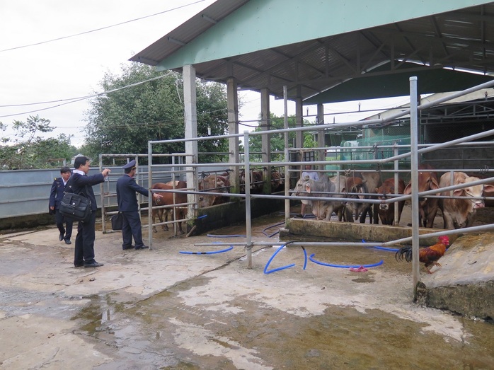 
Hầu hết các cơ sở đều từng bị xử phạt vì có hành vi bơm nước vào bò nhưng mức phạt không đủ sức răn đe
