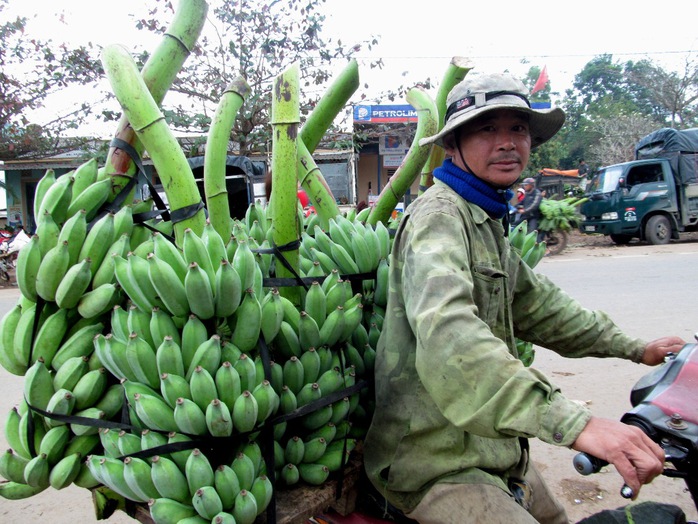 Chuối trồng trên địa bàn huyện Hướng Hóa có màu sắc đẹp, trái to và thơm ngon