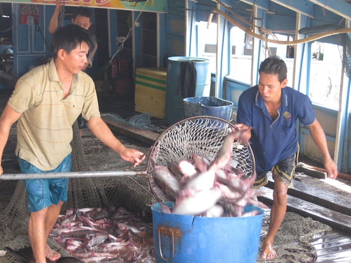 Sau Tết, giá cá tra tăng nhưng nông dân không còn nhiều nguyên liệu bán.
