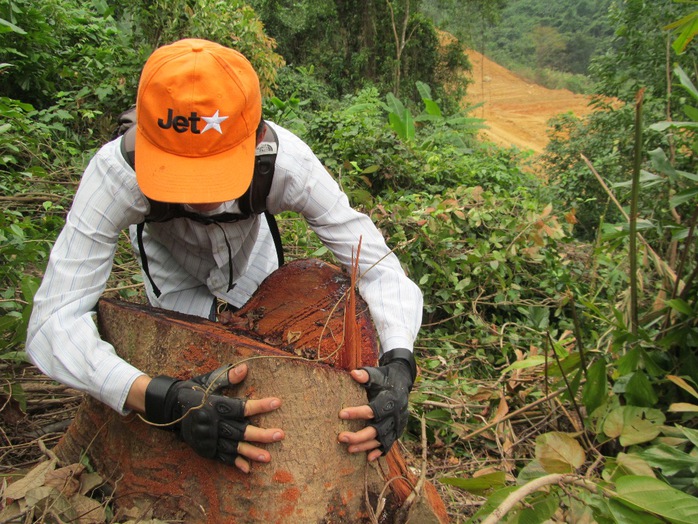 Một cây bị đốn hạ chỉ còn trơ gốc kêu cứu 