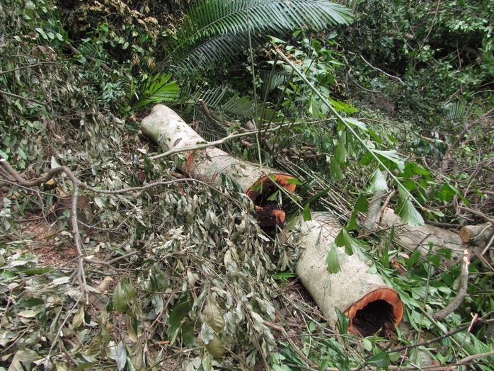 Một cây gỗ bị rỗng ruột “lâm tặc” để lại