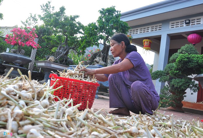 Vụ tỏi năm nay, gia đình bà Nguyễn Thị Hơn (ngụ xã An Hải) trồng 12 sào. Nhờ thời tiết thuận lợi, mỗi sào tỏi đạt 400-500 kg tỏi tươi, gia đình tôi phơi khô dự trữ để bán dần cho khách du lịch. Mùa vụ năm nay năng suất tỏi đạt hơn gấp 3 năm ngoái nên ít nhất hai vợ chồng thu lãi hơn 100 triệu đồng, bà Hơn cho hay.