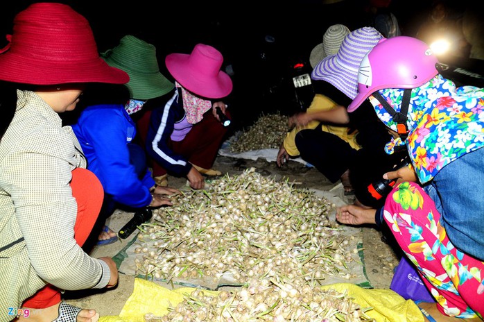 Vào mùa thu hoạch, phiên chợ tỏi ở huyện đảo đông đúc, rộn ràng từ 4 giờ sáng.