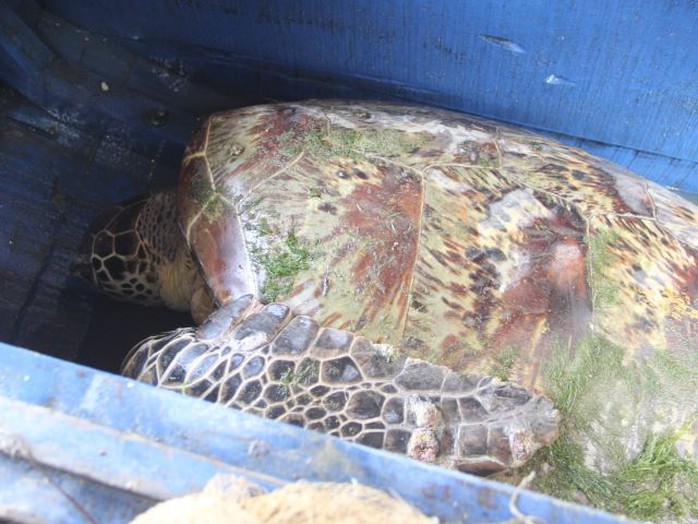 Con rùa màu vàng quý hiếm vướng lưới trên sông Lam