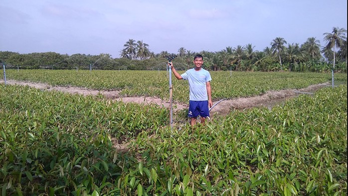 Vườn ươm sầu riêng mới 3 tháng tuổi đã có thương lái đặt cọc ẢNH: THANH ĐỨC