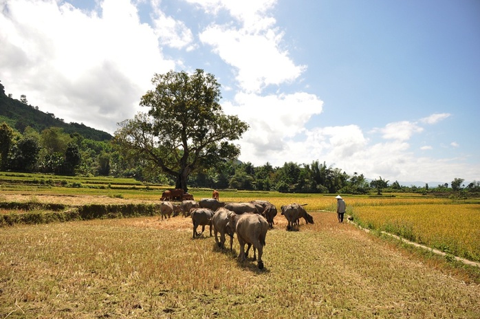 Khung cảnh bình yên ở làng Rêu, xã Ba Điền, huyện Ba Tơ (Quảng Ngãi). Ảnh: Tử Trực 