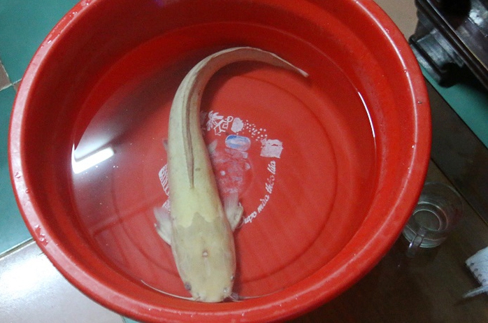 
Con cá trê vàng vừa được ông Lê Văn Hùng (TP Đà Nẵng) bắt được
