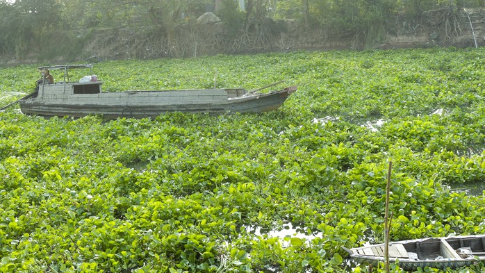 
Ghe xuồng gặp rất nhiều khó khăn trong di chuyển do lục bình vây kín mặt sông
