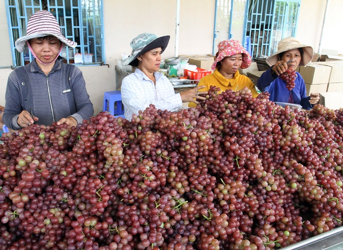 
Với “Thương hiệu nông nghiệp nổi tiếng Việt Nam”, nho Ninh Thuận thuận lợi hơn trong việc nâng cao giá trị thương phẩm
