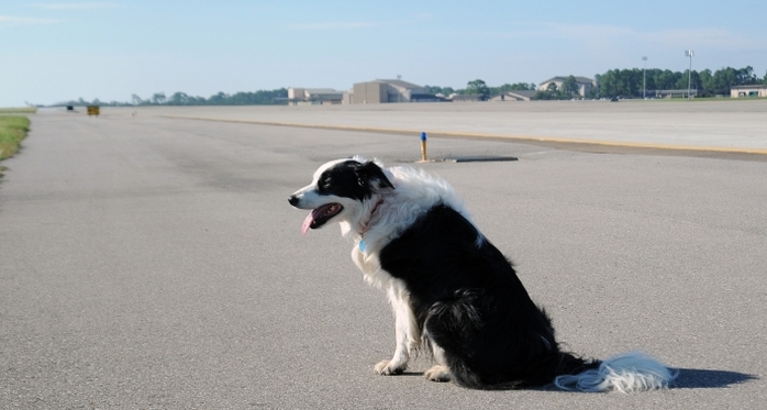 
Chú chó trên đường băng sân bay Điện Biên - Ảnh: CTV
