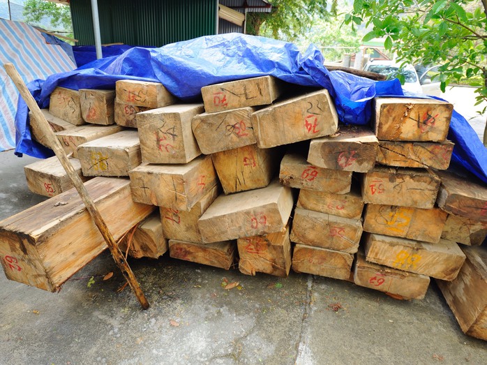 
Gỗ sa mu trong vụ chặt phá rừng ở Nậm Càn vừa được đưa về Ban Quản lý rừng phòng hộ huyện Kỳ Sơn Ảnh: Lam Hoàng

