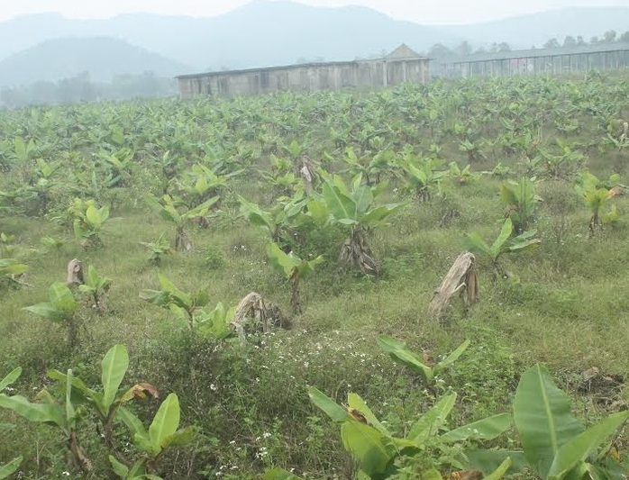
Dự án trồng chuối xuất khẩu tại xã Viên Thành đang trở thành bãi đất hoang, cỏ dại mọc um tùm

