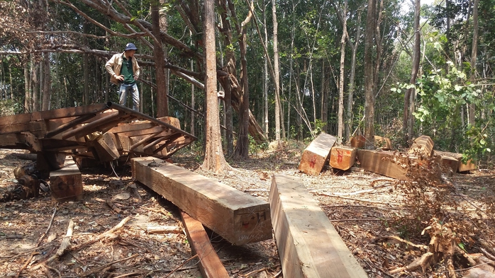 Nhiều cánh rừng ở Tây Nguyên bị lâm tặc ngang nhiên tàn pháẢnh: Hoàng Thanh