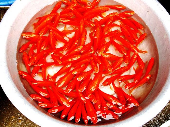 Những con cá để dâng lên Táo Quân phải khỏe mạnh, không bị trầy xước, mất vảy.