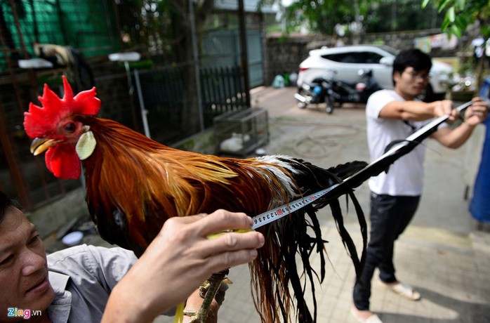 Cũng theo anh Hông, sau gần một năm nuôi dưỡng, trong đàn gà của anh Hồng đã có những con đuôi dài hơn 2 m, bán với giá 65 triệu đồng cặp.