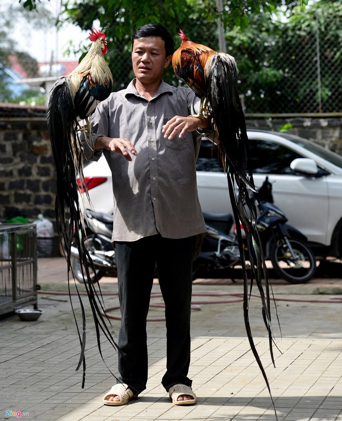 Hiện đàn gà của anh còn có con đuôi dài 1,85 m và có thể tăng thêm 7-10 cm mỗi tháng.
