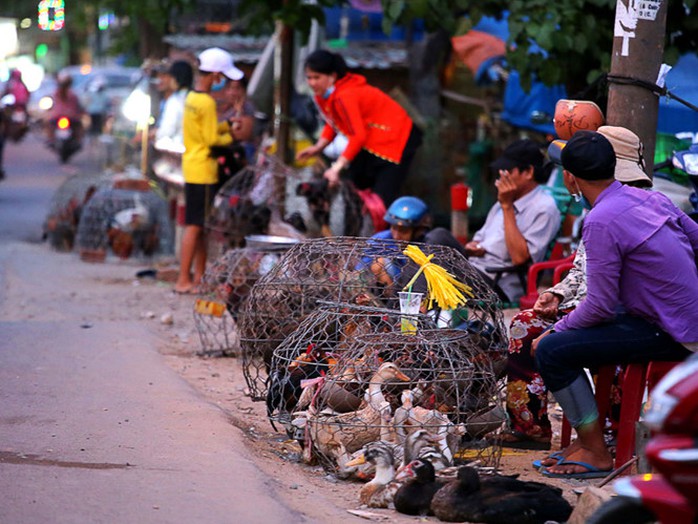 Giá gà giảm khiến nhiều doanh nghiệp lẫn người chăn nuôi gặp nhiều khó khăn ẢNH: NGỌC DƯƠNG