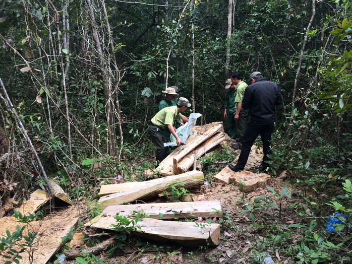 
Hiện trường một vụ phá rừng ở Đắk Lắk
