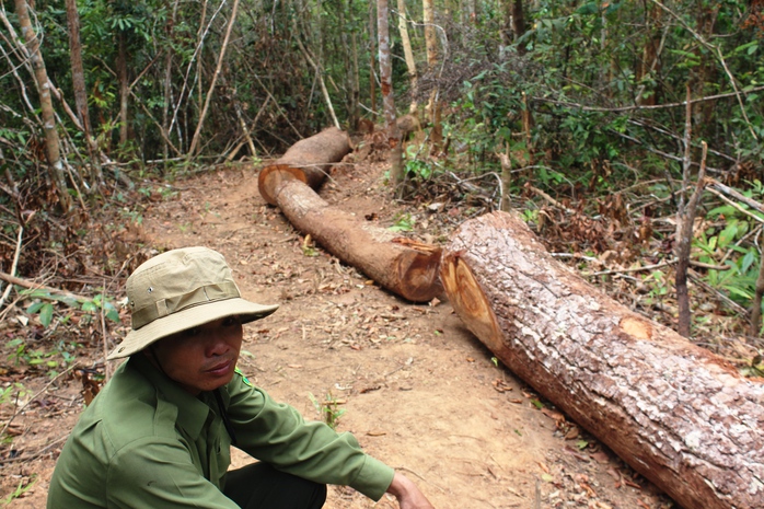 
Một phần số gỗ còn lại tại hiện trường
