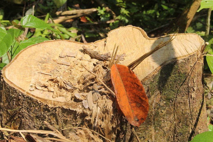 
Nhiều cây gỗ bị lâm tặc chặt hạ
