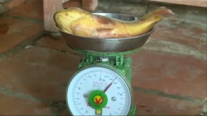 
Cá rô có màu vàng lạ, nặng 0,5 kg
