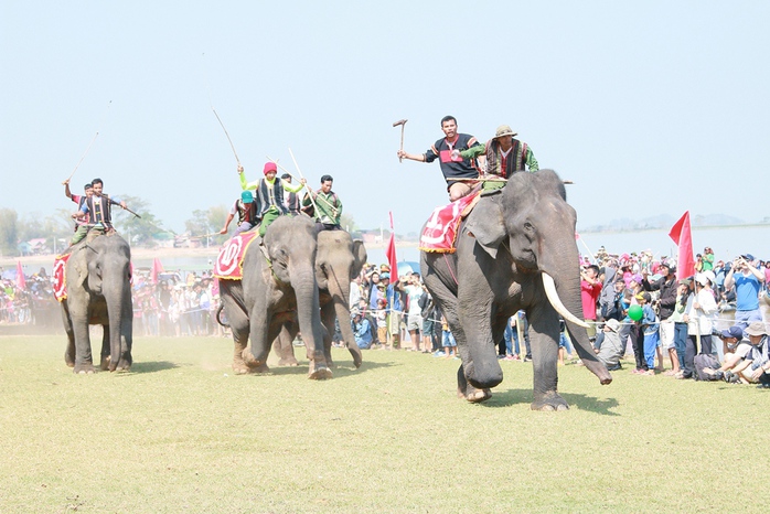 
Những chú voi đua tài
