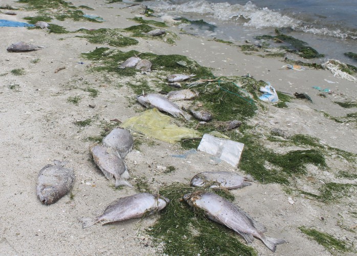 
Cá tự nhiên chết dạt vào bờ sau sự cố của Nhà máy Đường Khánh Hòa
