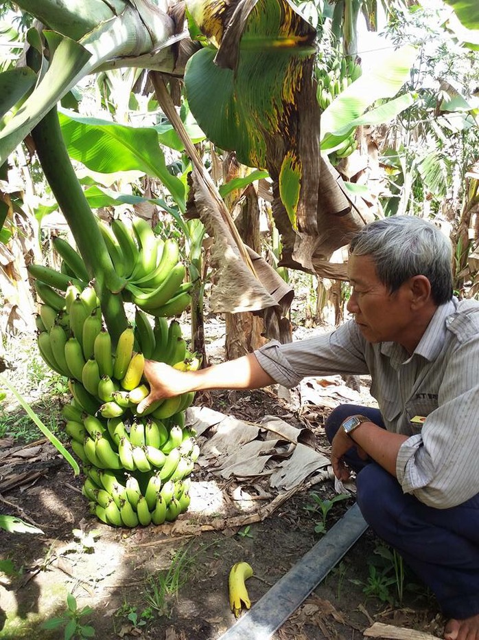 Nông dân lao đao khi chuối không thể bán