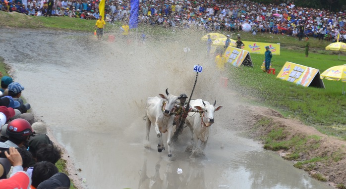 
Du khách sẽ thường xuyên được xem những khoảnh khắc dậy bùn như thế này tại sân đua bò mới của TP Châu Đốc vào dịp cuối tuần
