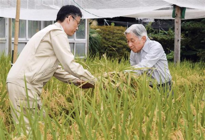 Nhà vua thu hoạch lúa trong cánh đồng của Hoàng cung - Ảnh: Sankei