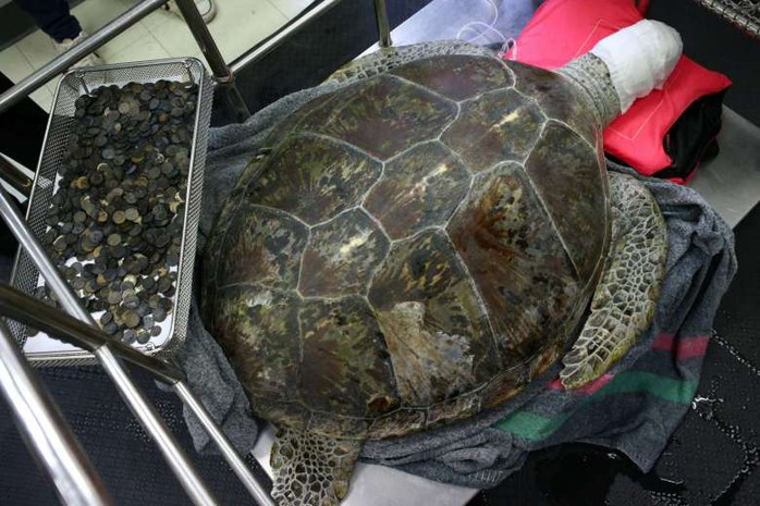 Rùa biển Omsin nằm bên cạnh gần 1.000 đồng xu mới được gắp ra từ bụng mình. Ảnh: Reuters