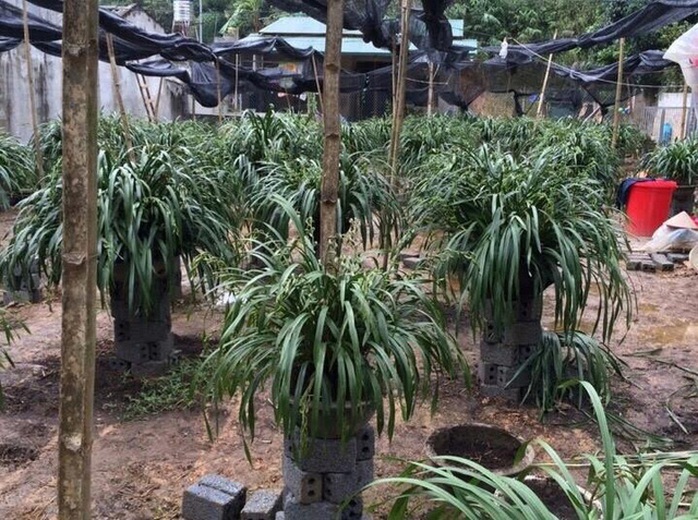 Địa lan Trần Mộng trên nhà vườn ở Sapa chuẩn bị chuyển về cho khách trưng Tết