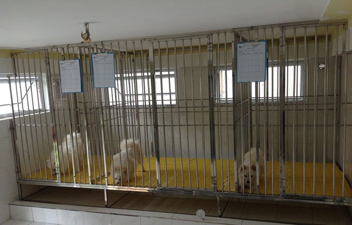 Cửa kính, vách ngăn và điều hòa cùng chế độ theo dõi cho thú cưng hằng ngày tại 1 khách sạn thú cưng ở Hà Nội