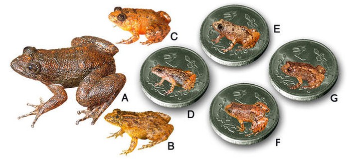 
7 loài “ếch đêm” mới được phát hiện: A. Radcliffe, B. Athirappilly, C. Kadalar, D. Sabarimala, E. Vijayan, F. Manalar, G. Robin Moore. Ảnh: CBS News
