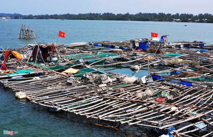 
Đầu năm 2012, tình cờ xem chương trình khuyến ngư trên truyền hình, ông Văn Công Thanh (ngụ xã Phổ Thạnh, huyện Đức Phổ) cảm thấy thích mô hình nuôi hàu sữa và tích góp vốn liếng, tìm hiểu kỹ thuật nuôi​




 


 

Quyết chí làm ăn, ông Thanh không quản ngại đường xa vào Viện Nghiên cứu Nuôi trồng thủy sản III (RIA III, Khánh Hòa) học hỏi kỹ thuật, mua con giống hàu sữa Thái Bình Dương về nuôi thử nghiệm ở vùng cửa biển quê nhà. Thấy gia đình ngư dân này liên tiếp hai năm nuôi hàu sữa thu lãi hàng trăm triệu đồng, nhiều hộ gia đình ở địa phương đổ xô nuôi hàu sữa vùng biển nơi đây.




 


 

Theo các ngư dân Sa Huỳnh, nuôi hàu là nghề có vốn đầu tư thấp, kỹ thuật nuôi đơn giản, đỡ tốn công chăm sóc, ít rủi ro, lợi nhuận cao phù hợp với người dân vùng ven biển, hải đảo. Hàu sữa trưởng thành chủ yếu ăn thực vật phù du, mùn bã hữu cơ, tảo có trong môi trường biển




 


 

Hàu sữa được treo trong lồng bè cách mặt nước khoảng 30 cm. Trung bình mỗi tuần, người nuôi vệ sinh cho hàu theo định kỳ, sửa chữa thiết bị nuôi, diệt cua, sao biển, ốc… Khâu này cũng là công đoạn quan trọng nhất để cho hàu chóng lớn. Hàu sữa thương phẩm đạt kích cỡ gần bằng nửa bàn tay (10 con cân đạt một kg) có thể xuất bán. Với giá 35.000 đồng mỗi kg, trung bình hàng năm mỗi gia đình nuôi hàu nơi đây xuất bán hàu sữa thu lãi hơn 120 triệu đồng.




 


 

Không chỉ nuôi hàu sữa, khoảng 90 hộ ngư dân xã Phổ Thạnh còn đóng lồng, bè nuôi các loài cá mú, cá hồng, cá bớp và tôm hùm. Sau 12 đến 15 tháng nuôi, chủ lồng có thể xuất bán tôm hùm với cân nặng 1 kg đến gần 1,5 kg. Theo giá thị trường hiện nay, mỗi kg tôm hùm có giá từ 1,2 đến 1,6 triệu đồng, có thời điểm các hộ dân nơi đây thu về mỗi vụ hơn 300 triệu đồng, ông Nguyễn Hạnh (ngụ xã Phổ Thạnh) thổ lộ.




 


 

Ông Đỗ Văn Được (ngụ xã Phổ Thạnh), cho hay vùng cửa biển Sa Huỳnh kín gió, dòng hải lưu liên tục chảy hội tụ nhiều yếu tố thuận lợi nuôi trồng các loài thủy sản tổng hợp. Lợi thế nuôi trồng thủy sản nơi đây là thức ăn vừa tươi lại vừa rẻ, gần vùng cửa biển, thu mua bà con được con giống khỏe từ tự nhiên nên các loài cá, tôm hùm phát triển tốt, ông Được nói.




 


 

Nguồn thức ăn tươi để nuôi cá bớp ở vùng biển Sa Huỳnh này dồi dào. Còn thức ăn cho tôm hùm nơi đây cũng phong phú gồm sò, cá tạp, cua, ghẹ, cầu gai... Sau 10 tháng nuôi, mỗi con cá bớp có thể đạt từ 7 đến 9 kg, được bán với giá 120.000 đồng/kg trở lên, tuỳ thời điểm.




 


 

Theo ngư dân Sa Huỳnh, việc đa dạng hóa, nuôi trồng tổng hợp các loại thủy sản vừa phòng ngừa rủi ro thua lỗ vừa tạo thu nhập thường xuyên ổn định suốt năm cho mỗi gia đình nuôi nơi đây. Ông Nguyễn Nhành (ngụ xã Phổ Thạnh), chia sẻ mỗi gia đình phải chi ít nhất vài chục triệu đến vài trăm triệu đồng để đầu tư lồng bè, mua con giống tôm hùm, cá bớp, cá mú… Do đó, gia đình nào cũng làm lều túc trực để bảo vệ tài sản. Theo ông, vùng nuôi thủy sản ở vùng cửa biển Sa Huỳnh chỉ cách tuyến quốc lộ 1 khoảng 500 m lại gần sát đường giao thông nên thương lái về đây thu mua tôm hùm, các loài cá, hàu sữa tiết kiệm được nhiều chi phí vận chuyển.

Trao đổi với Zing.vn, ông Nguyễn Duy Trinh, Chủ tịch UBND xã Phổ Thạnh, cho hay địa phương có khoảng 90 hộ nuôi trồng thủy sản ở vùng cửa biển Sa Huỳnh.

Nhờ không ngừng học hỏi kỹ thuật, đa dạng hóa nuôi trồng các loại thủy sản nên hàng năm mỗi hộ ngư dân bán sản phẩm thu lãi từ 150 đến hơn 300 triệu đồng góp phần tạo bước phát triển đột phá cho làng chài nơi đây, ông Trinh nói.

 

 
