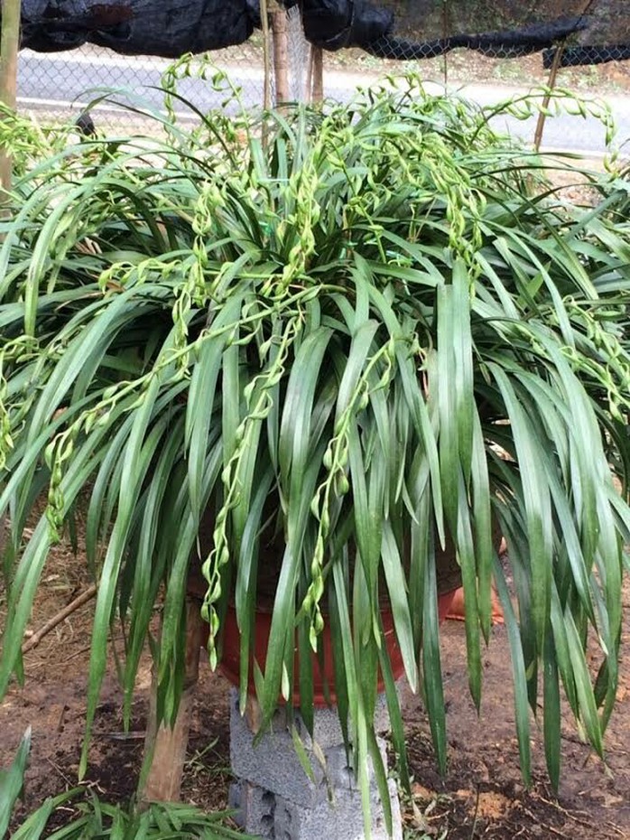 Để sở hữu được một chậu lan Trần Mộng đẹp, khách phải bỏ ra cả trăm triệu đồng.