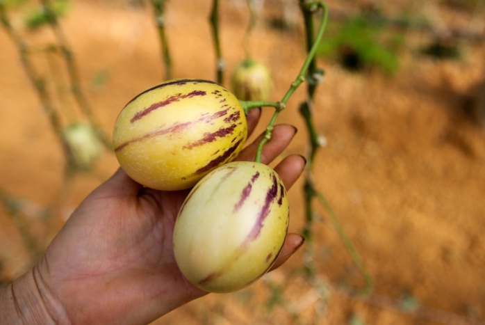 Người trồng cho biết, giống dưa hấu tí hon có tên chính xác là dưa Pepino hay còn gọi là dưa hấu Nam Mỹ do có nguồn gốc từ vùng này. Mỗi quả chỉ nặng từ 200 tới 300gr.