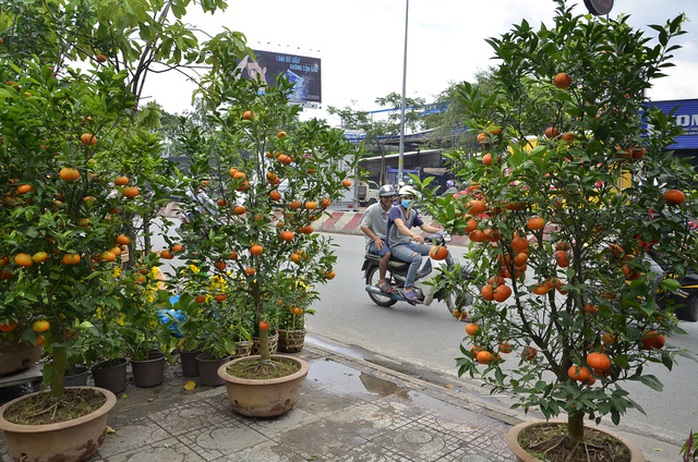 Những chậu quýt trĩu quả bày bán dịp Tết năm nay
