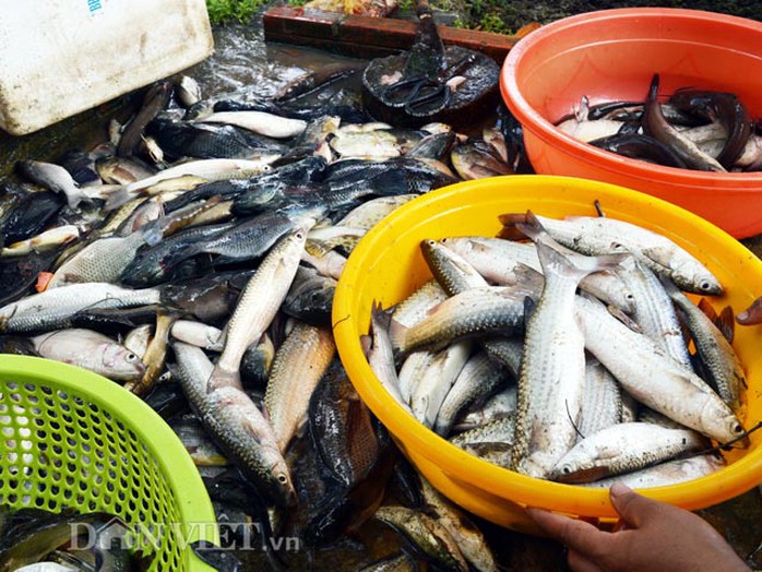 
Mỗi đợt thuốc cá nông dân thu trung bình từ 3-5 triệu đồng
