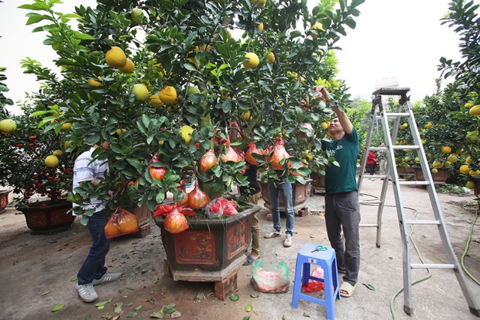 
Bưởi Diễn là loại cây dễ thích nghi, dễ chăm sóc và kháng sâu bệnh tốt. Trên thân cây có thể ghép nhiều quả có múi khác nhau, vì vậy cây bưởi bình thường ra trái chỉ đạt 30-50 quả, còn cây cấy ghép thì có thể lên đến cả trăm quả.
