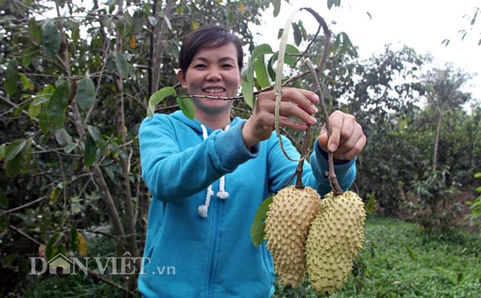 
Chị Ướm cho biết, mãng cầu xiêm là 1 trong 5 loại trái cây dùng để chưng trong những ngày Tết. Khi hay có loại mãng cầu xiêm da vàng, nhiều người đã chọn mua thay cho loại trái màu xanh truyền thống. Do là năm đầu tiên làm thử nghiệm nên nhóm của chị Ướm chỉ sản xuất khoảng 800 trái
