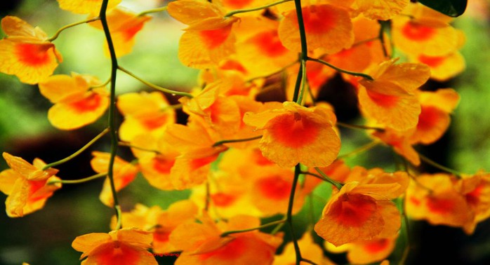 
Hoàng thảo Kim điệp, cánh hoa mang sắc vàng nhẹ, tỏa 4 hướng, ở giữa bông tô điểm thêm chút phớt đỏ - vàng tựa như màu lòng đỏ trứng gà đã luộc chín

