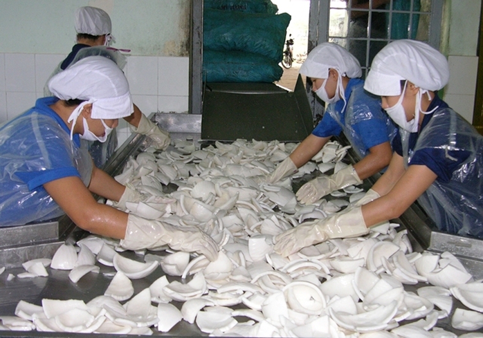 Thiếu nguyên liệu một số doanh nghiệp chế biến cũng gặp khó khăn