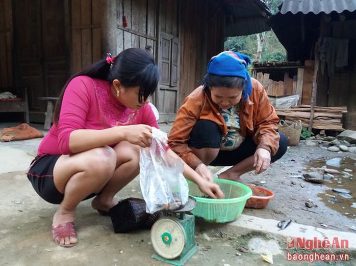 
Ngoài dùng để chế biến làm thức ăn, nòng nọc còn trở thành hàng hóa bán khá đắt khách. 1kg nòng nọc đã làm sạch ruột có giá bán từ 100 - 150 nghìn đồng
