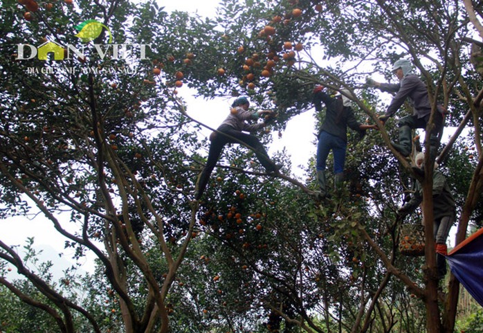 
4 – 5 người phụ nữ đánh đu, leo trèo trên những cây cam cao chót vót khiến những ai nhìn thấy đều lạnh người.
