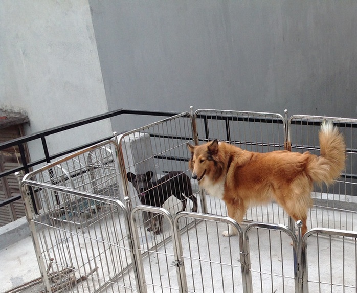 Khách sạn cho thú cưng dịp Tết: nửa triệu đồng/ngày