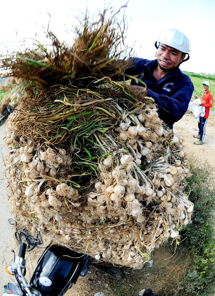 Xe máy là một trong những phương tiện vận chuyện tỏi từ ruộng về nhà của nông dân.