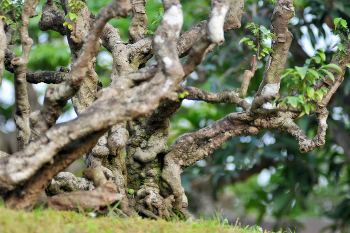 Do khí hậu trong Nam nóng ẩm quanh năm nên khi chuyển ra ngoài Bắc thời tiết thay đổi, để cây phát triển tốt vào những hôm trời lạnh, sương muối ông Ngọ phải tìm cách che bạt, ủ ấm cho cây.