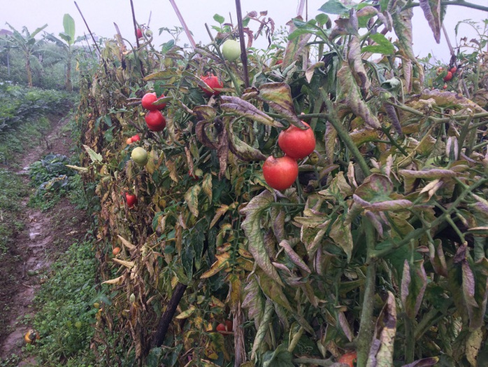 Cà chua đã chín đỏ mà chưa thu hoạch